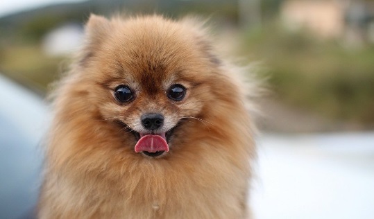 الإدارة المحلية : تدعو المواطنين حجر