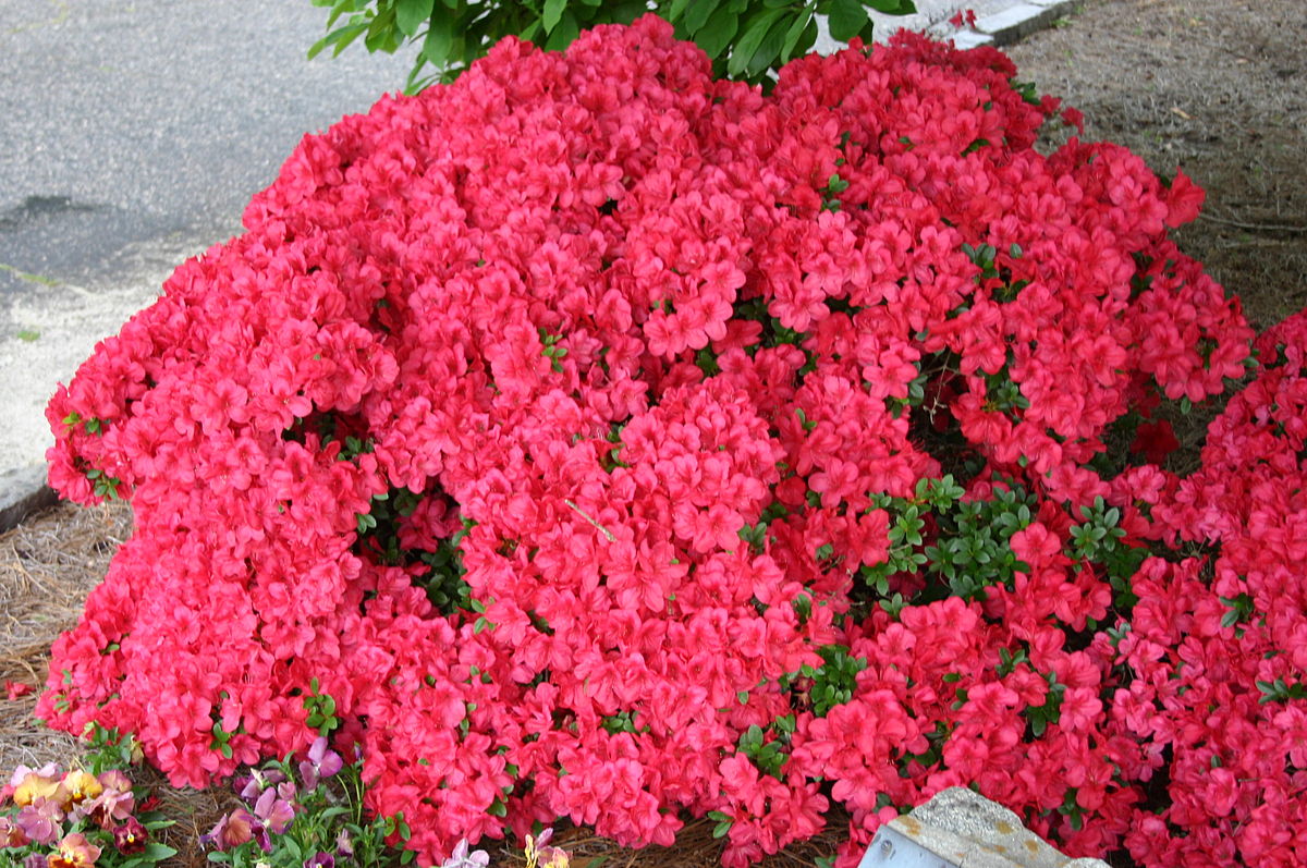 المسمى عيد الأم اسمح لي من