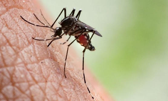 هل يزيد البعوض من انتشار كورونا؟