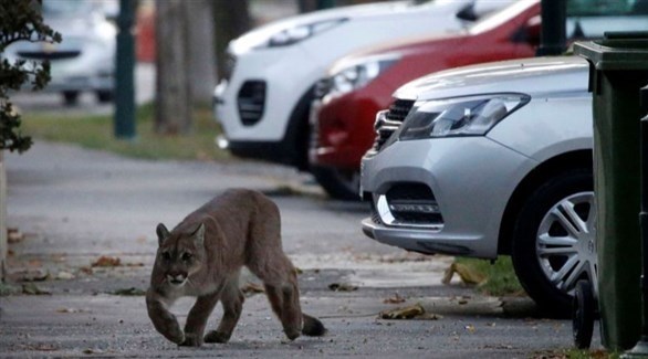 الإمساك بأسد بري يتجول وسط الشارع