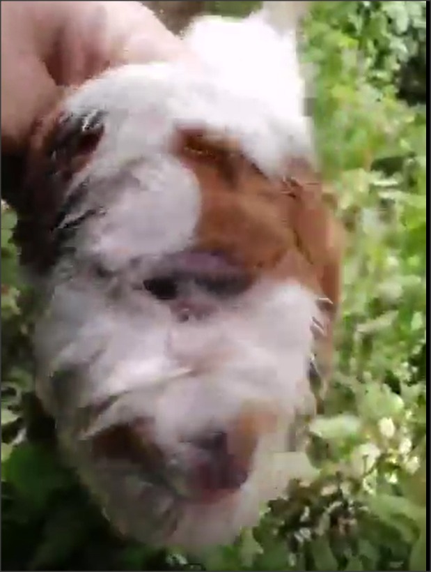 مولود غريب لماعز في الأردن.. عين