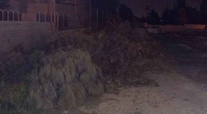 عمان.. قطع 30 شجرة من رصيف