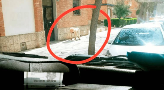 اسباني يتنكّر بزي كلب لكسر الحجر