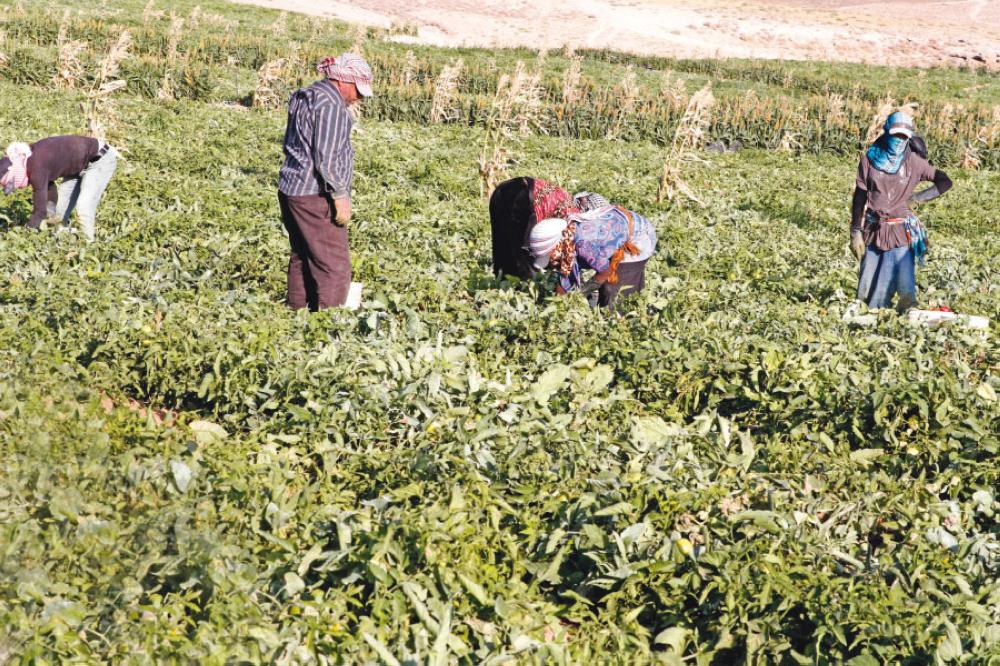 مزارعو الاغوار يطالبون الحكومة بفتح مركز