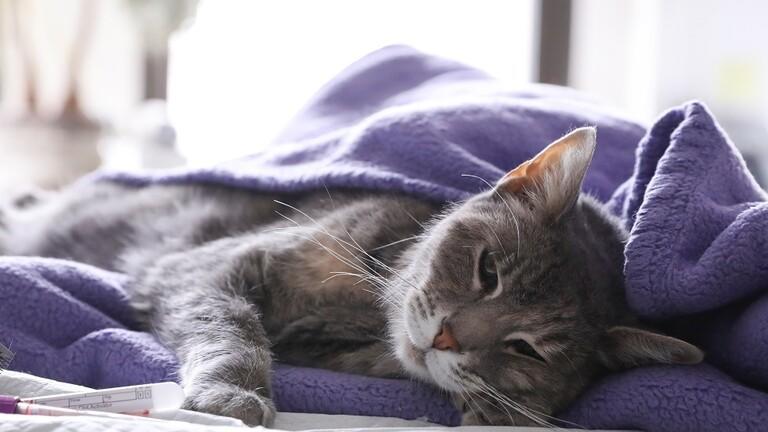 إصابة ثاني قط في العالم بفيروس