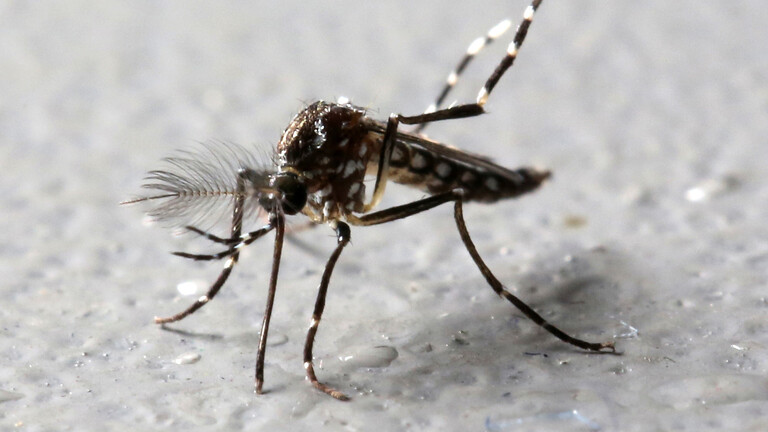 هل ينقل الذباب كورونا من شخص