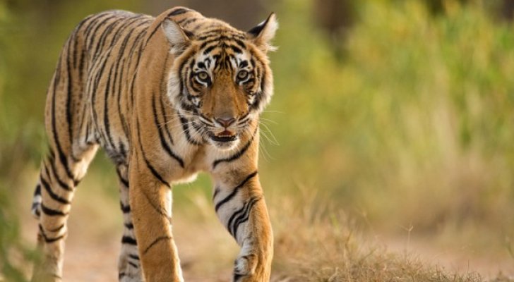 أول نمر يصاب بكورونا.. والفيروس انتقل