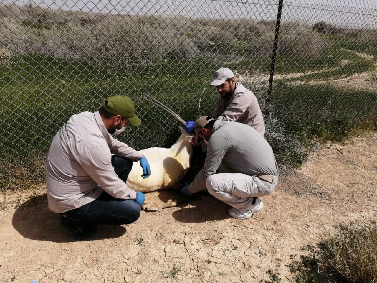 فريق من الملكية لحماية الطبيعة يعالج