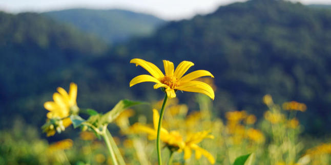 أجواء ربيعية لطيفة الحرارة ودافئة الثلاثاء