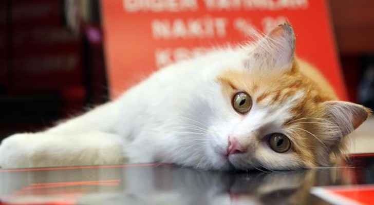 القطة السورية سلام.. من تحت الأنقاض