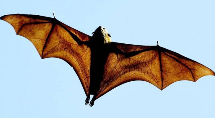 باحثون: الخفافيش تؤوي 6 أنواع جديدة