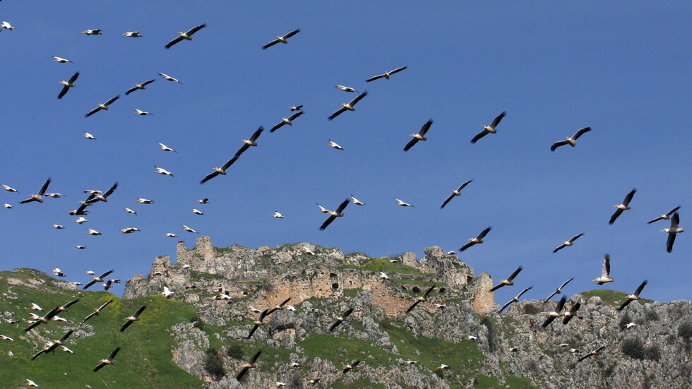 الاتكال على الطيور.. هل منطقة سوريا