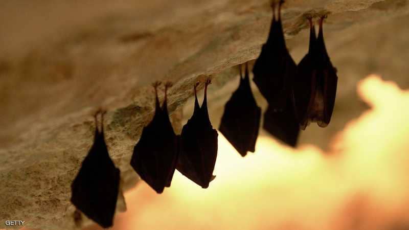 قرية مصرية تتعرض لـ’هجوم‘ من الخفافيش..