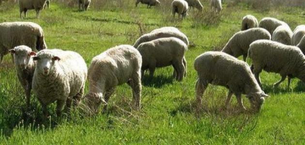 وزير الزراعة يطمئن على مخزون المملكة