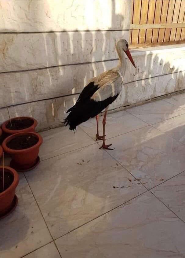 ضبط شخصين من جنسية عربية نشر