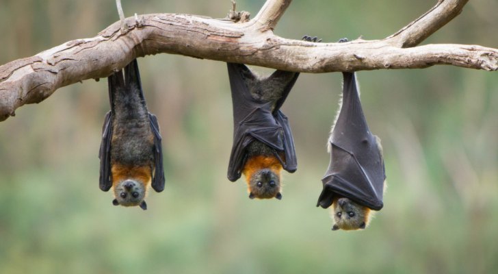 عالمة أمريكية عن أزمة كورونا: الخفافيش