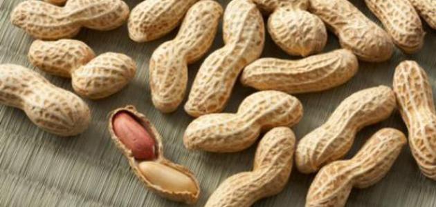 اتلاف 20 طنا من الفول السوداني