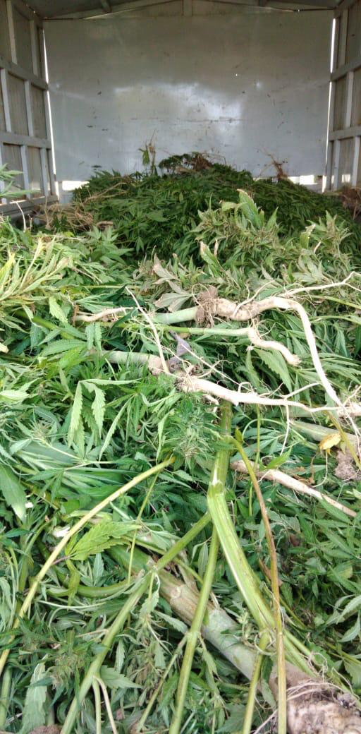 ضبط 300 كغم من مادة الماريجوانا