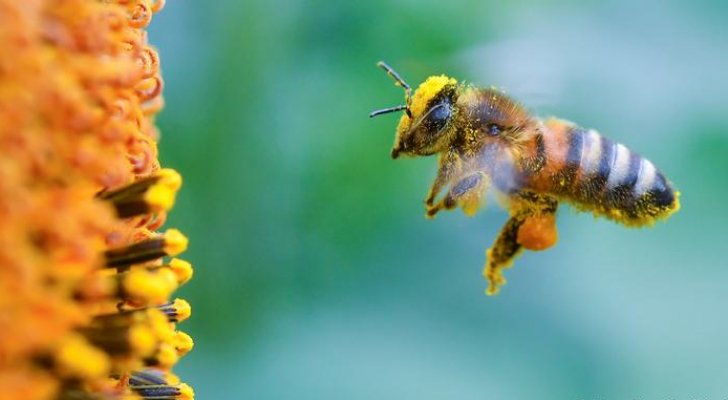 وباء قاتل ذو علاقة بالنحل تظهر