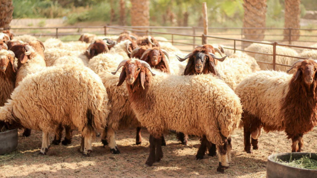 الزراعة تعدل شروط تصدير الخراف