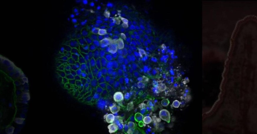 كشف أول صور تفصيلية تظهر شكل