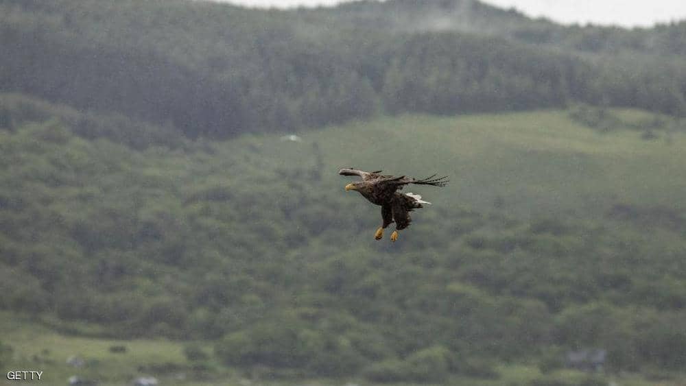 ظهور أكبر طائر جارح في بريطانيا