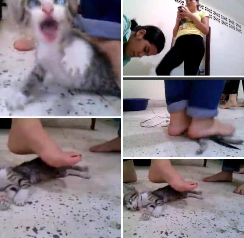القصة الكاملة لتعذيب قطة بشكل وحشي