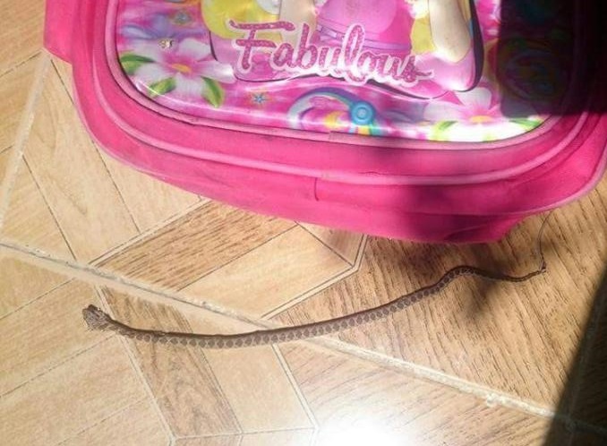 بالصور.. أفعى تخرج من حقيبة طفلة