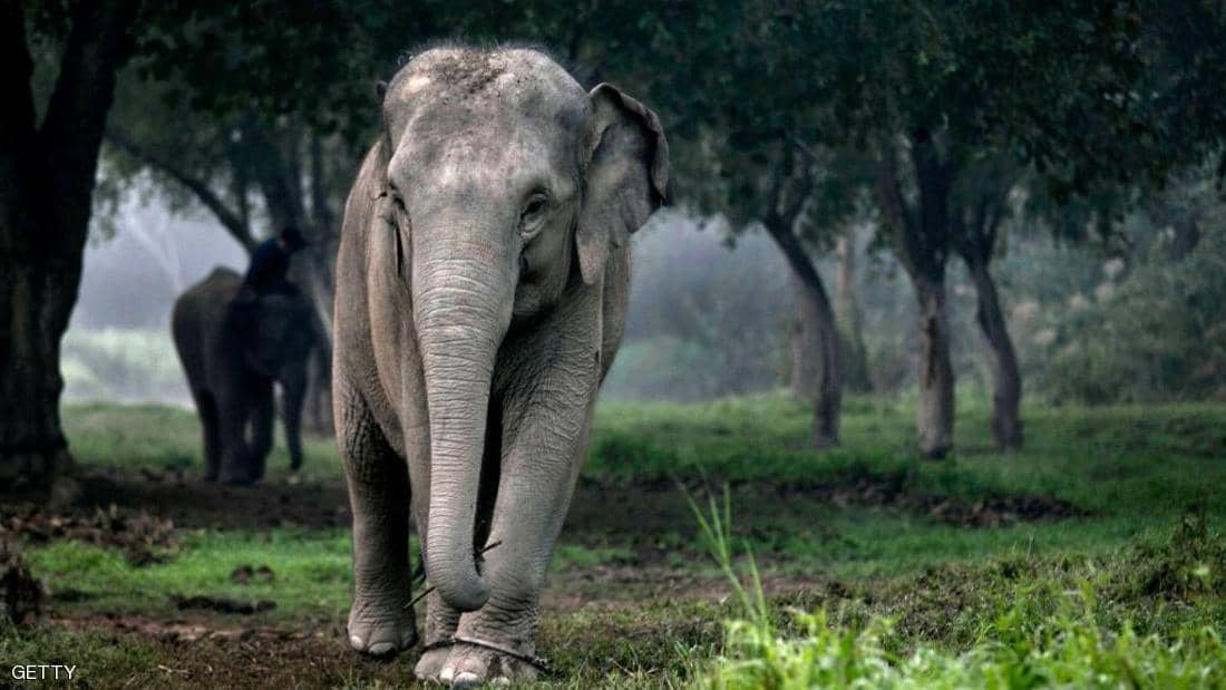 أفيال تايلاند.. سلوك لم يحدث منذ