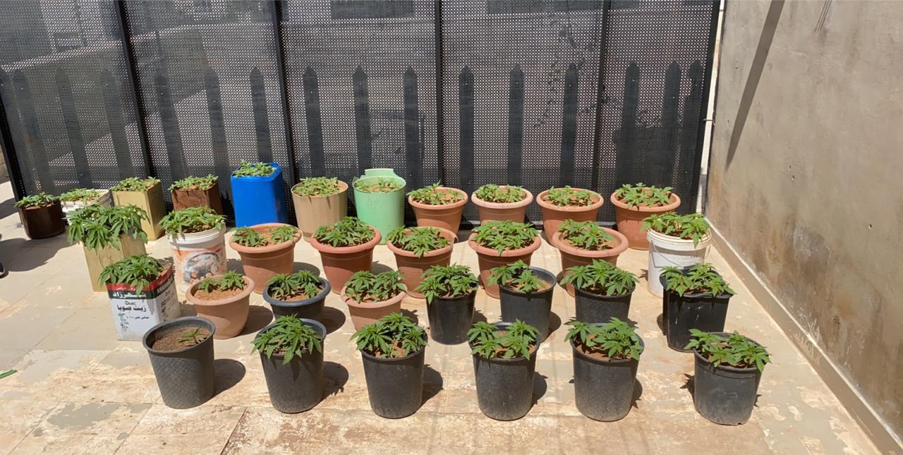 ضبط شخص استخدم سطح منزله لزراعة