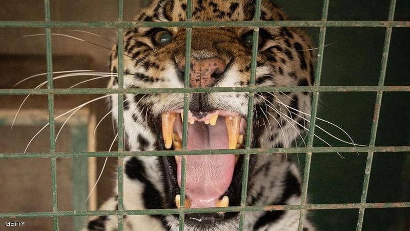 جدار ترامب أمام القضاء بسبب النمور