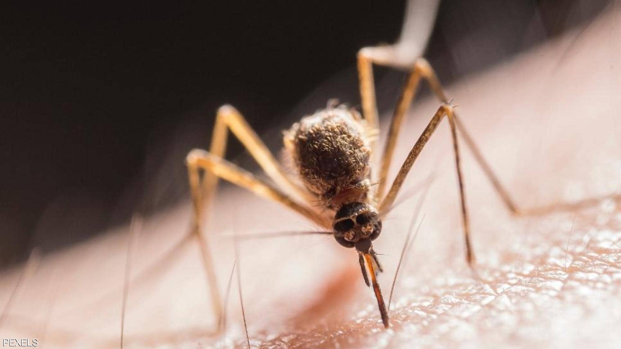 ليست الدبابير القاتلة.. هذه أخطر حشرة