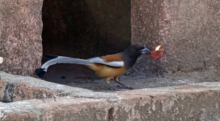 طيور تعيش على أكل النار.. تعرفوا