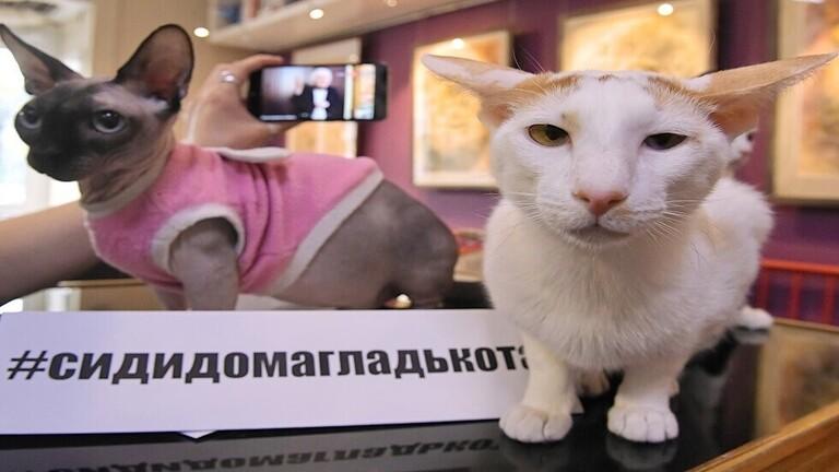 دراسة: القطط تنقل عدوى كورونا فيما