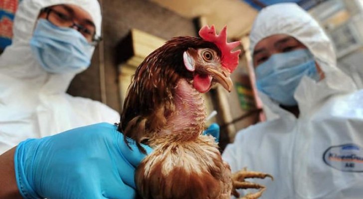 العراق يسجل أول اصابة بانفلونزا الطيور