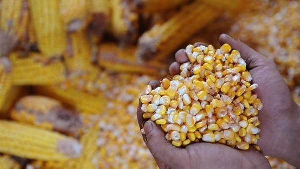 ’الزراعة‘ تحول شحنة ذرة صفراء مخالفة