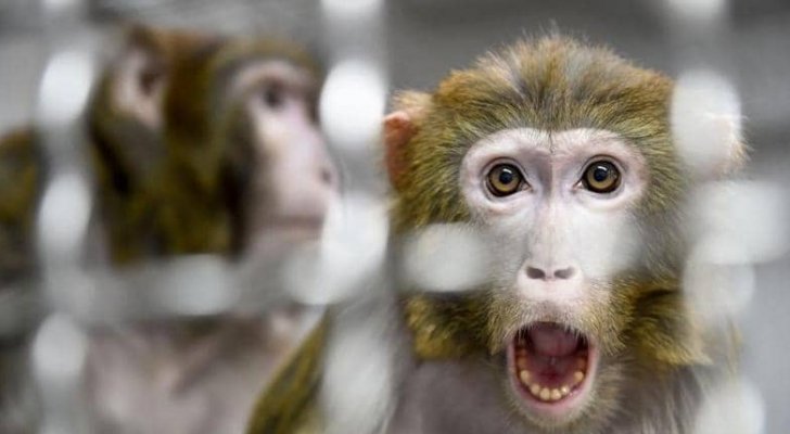 هارفارد: دراسة على القرود تكشف الحقيقة