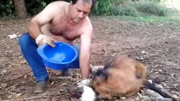 فيديو مذهل: يسقي ذئبا متوحشا سقط