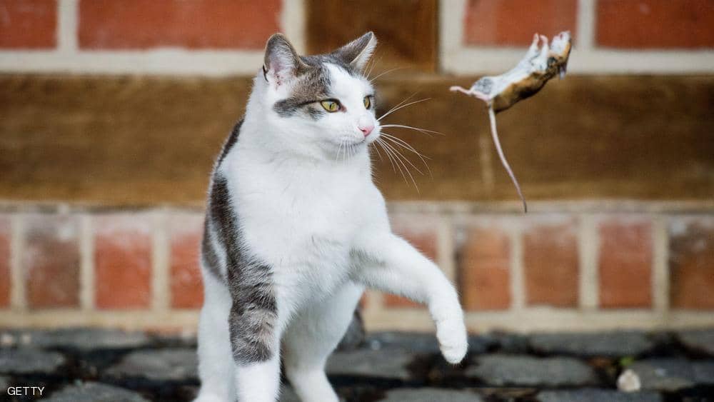 القطط والفئران.. دراسة تكشف تاريخ العلاقة