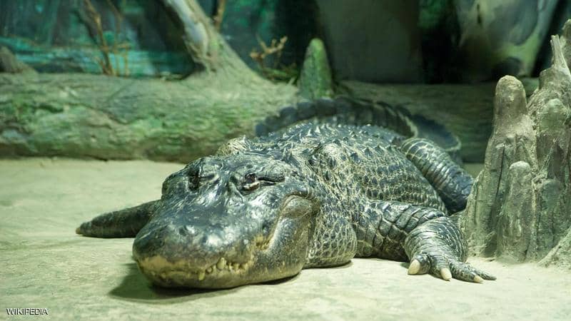 موسكو تنعى تمساح هتلر