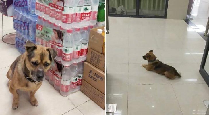 كلب وفي ينتظر في المستشفى 3