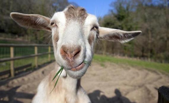 دراسة: الماعز تفهم لغة البشر