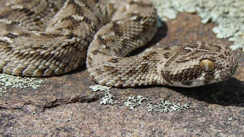 امتلك العشرات منها.. شاب يدفع ثمنا