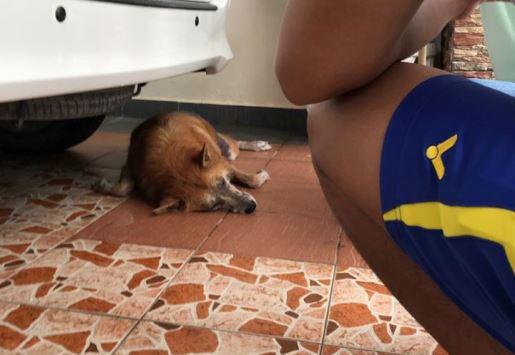 كلب يضحي بنفسه لإنقاذ أصحابه من