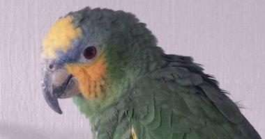 ببغاء يكشف لصا تسلل لمنزل صاحبته