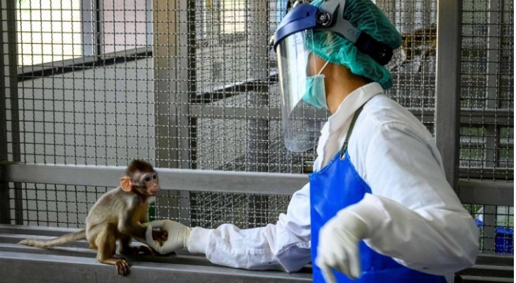 قردة تسرق عينات دم فحص فيروس