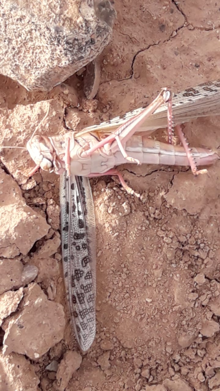 الزراعة: وصول كميات من الجراد الصحراوي