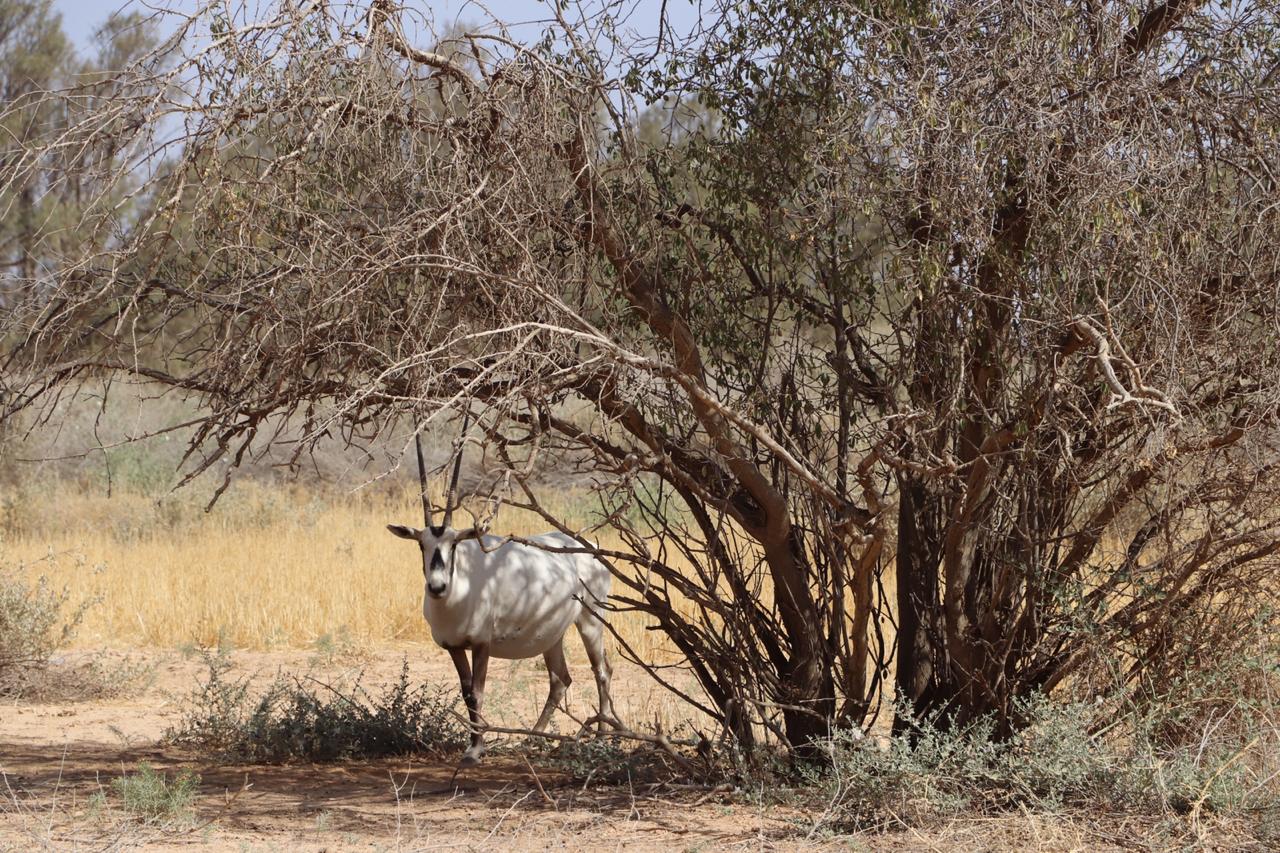 الملكية لحماية الطبيعة تفتتح محمياتها وكافة
