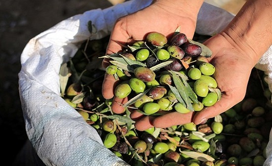 تحذير من تدهور قطاع الزيتون في