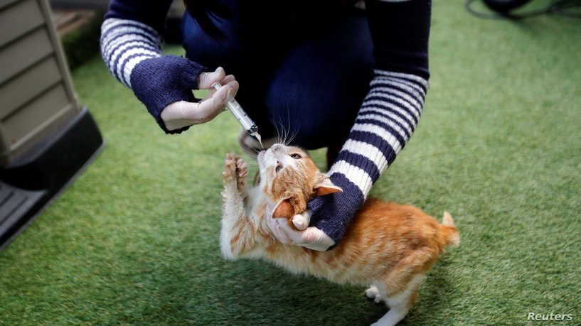 دواء للقطط يظهر فعالية في محاربة